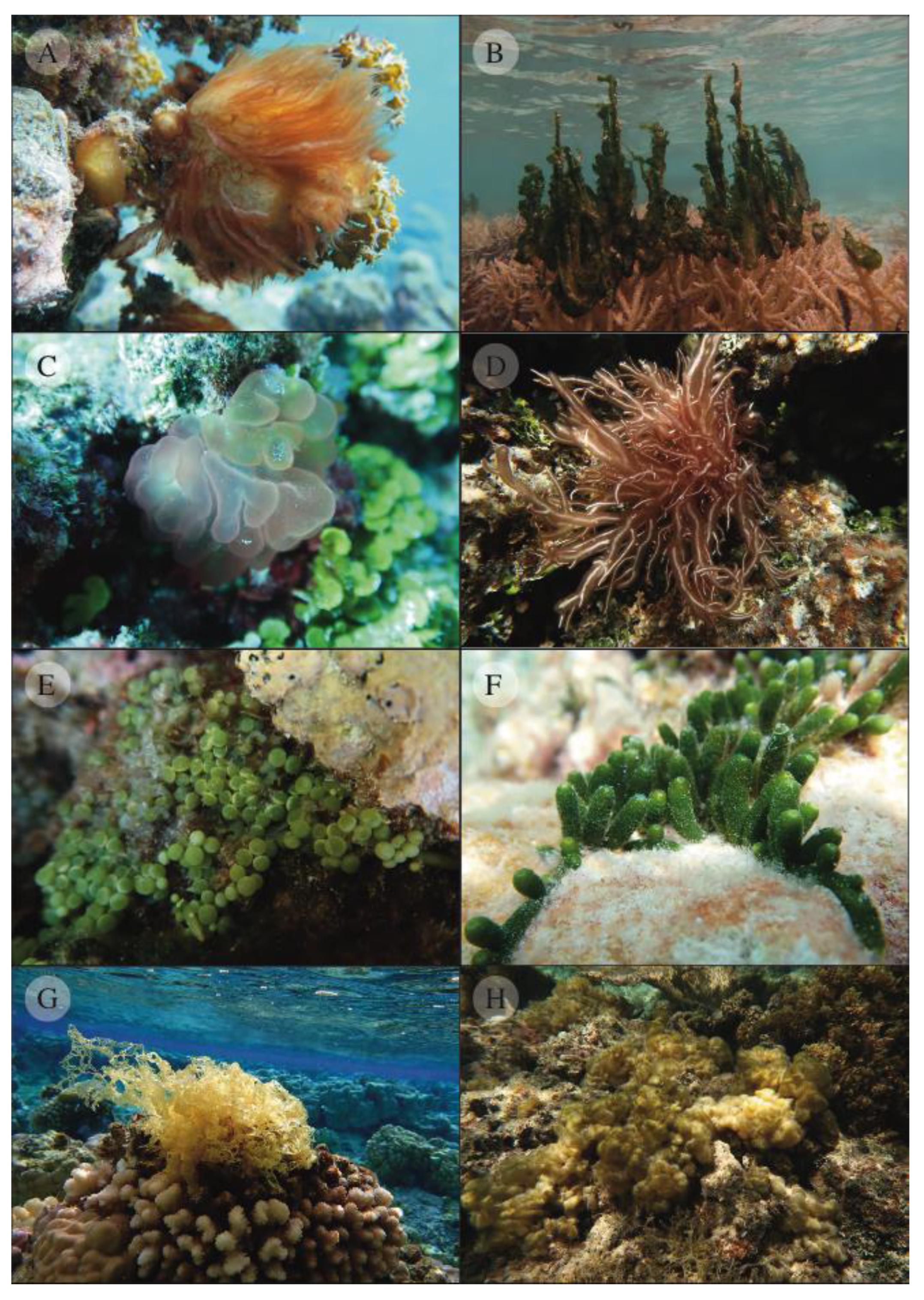 Biology | Free Full-Text | Marine Flora of French Polynesia: An ...